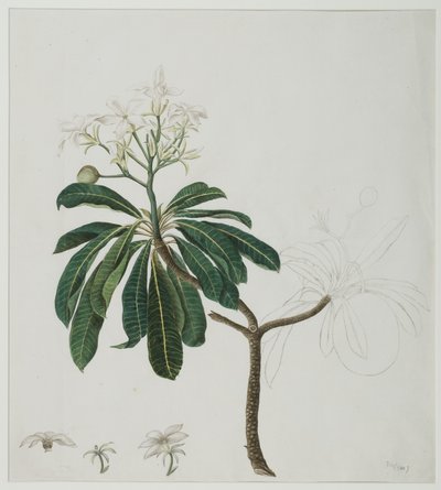 Cerbera manghas L., 1787 by Zayn al Din attr. to Zayn al Din attr. to
